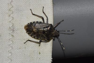 Rhaphigaster nebulosa