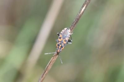 Spilostethus saxatilis
