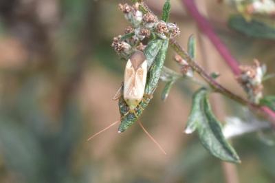 Adelphocoris lineolatus