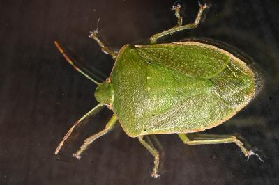 Nezara viridula