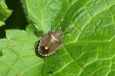Peribalus strictus vernalis