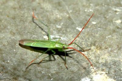 Trigonotylus caelestialium