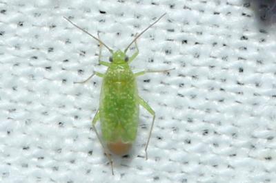 Orthotylus flavosparsus