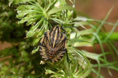 Graphosoma italicum italicum