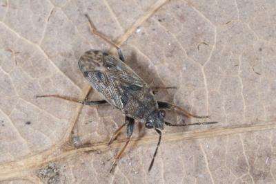 Peritrechus gracilicornis