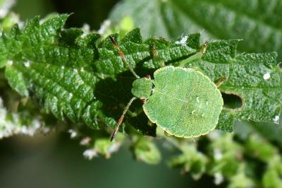 Palomena prasina