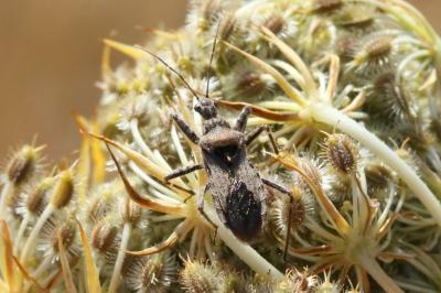 Coranus griseus