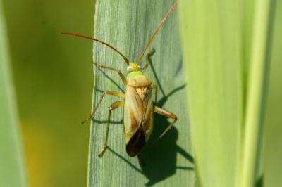 Adelphocoris lineolatus