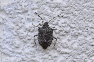 Halyomorpha halys