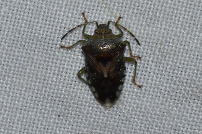 Elasmucha grisea