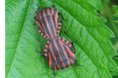 Graphosoma italicum italicum