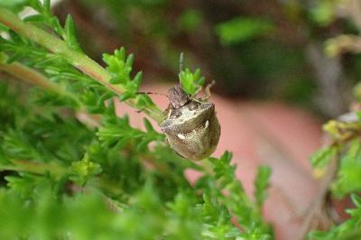 Eysarcoris aeneus