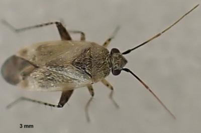 Europiella artemisiae