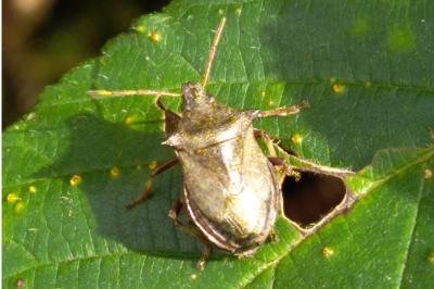 Picromerus bidens