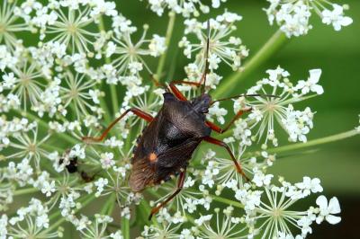 Pentatoma rufipes