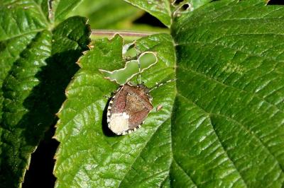 Holcostethus sphacelatus