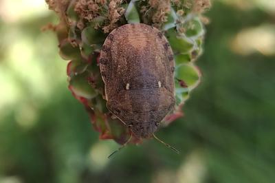 Eurygaster maura