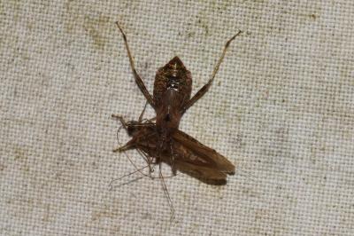 Himacerus apterus