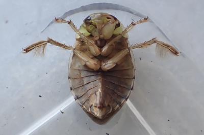 Ilyocoris cimicoides