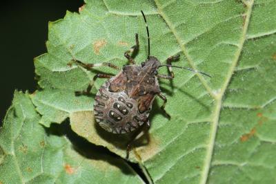 Halyomorpha halys