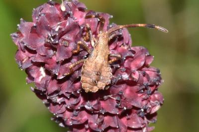 Coreus marginatus