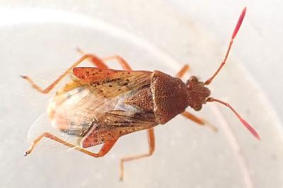 Rhopalus maculatus