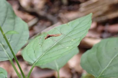 Metatropis rufescens