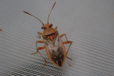 Rhopalus parumpunctatus