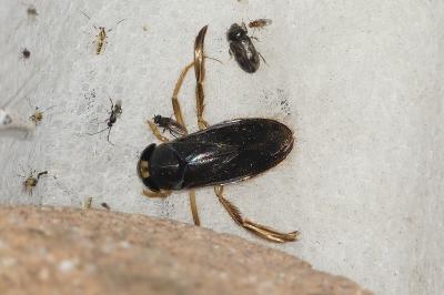 Corixa punctata