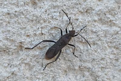 Alydus calcaratus