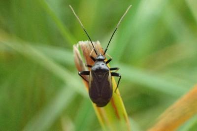 Adelphocoris seticornis
