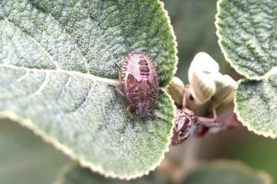Dolycoris baccarum