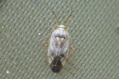 Lygus rugulipennis