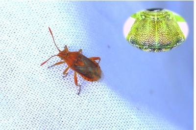 Stictopleurus abutilon