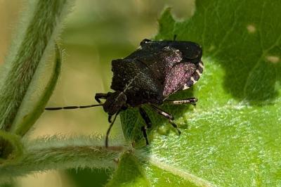 Rhacognathus punctatus