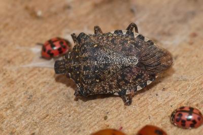 Halyomorpha halys