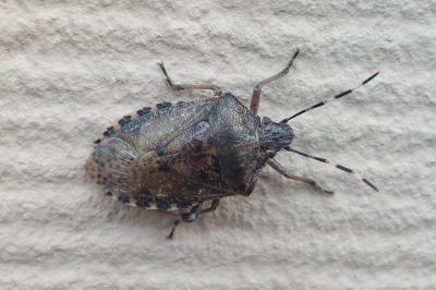 Rhaphigaster nebulosa