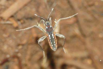 Velia caprai caprai