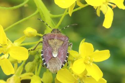 Dolycoris baccarum