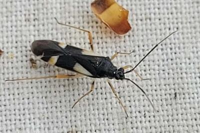 <i>Dryophilocoris flavoquadrimaculatus</i>