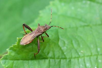 Camptopus lateralis