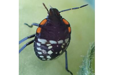 Nezara viridula
