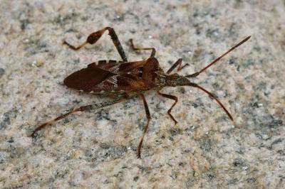 <i>Leptoglossus occidentalis</i>