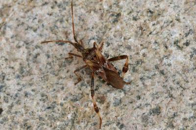 <i>Leptoglossus occidentalis</i>