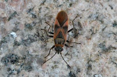 <i>Arocatus longiceps</i>