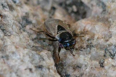 <i>Geocoris megacephalus</i>