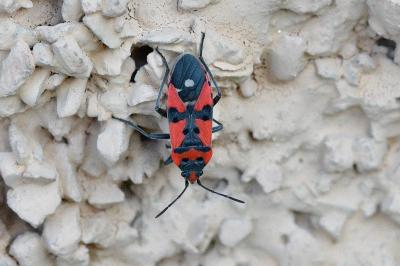<i>Lygaeus equestris</i>