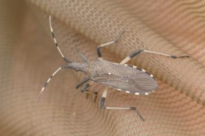 <i>Dicranocephalus albipes</i>