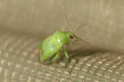 <i>Apolygus spinolae</i>