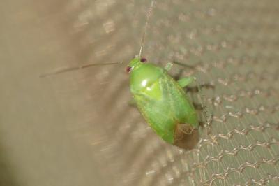 <i>Apolygus spinolae</i>